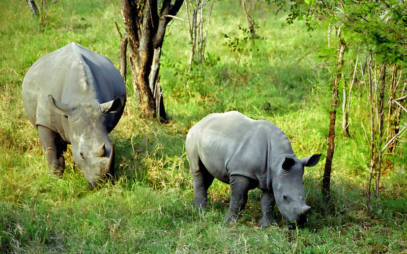 Kaziranga Trails & Guwahati Temples